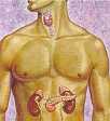 Endocrine - Reproductive System - Anatomy & Physiology