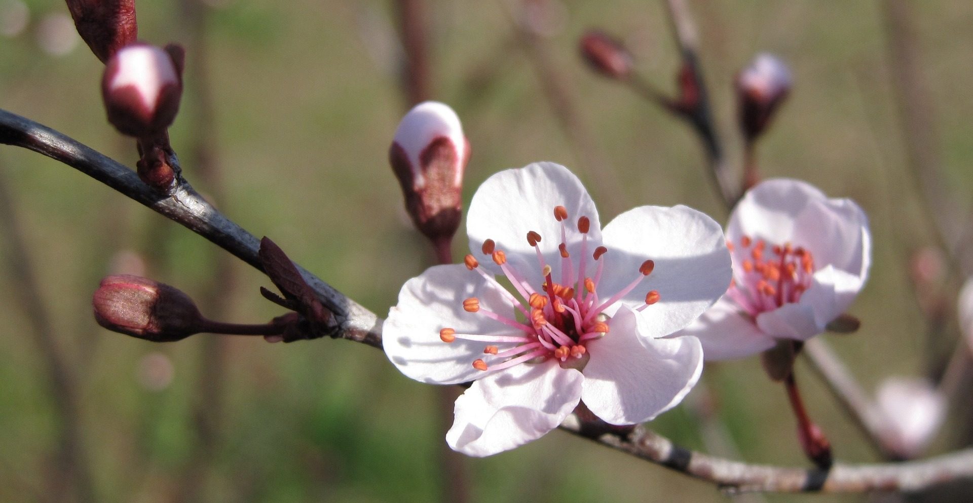 Bach Flower Essences